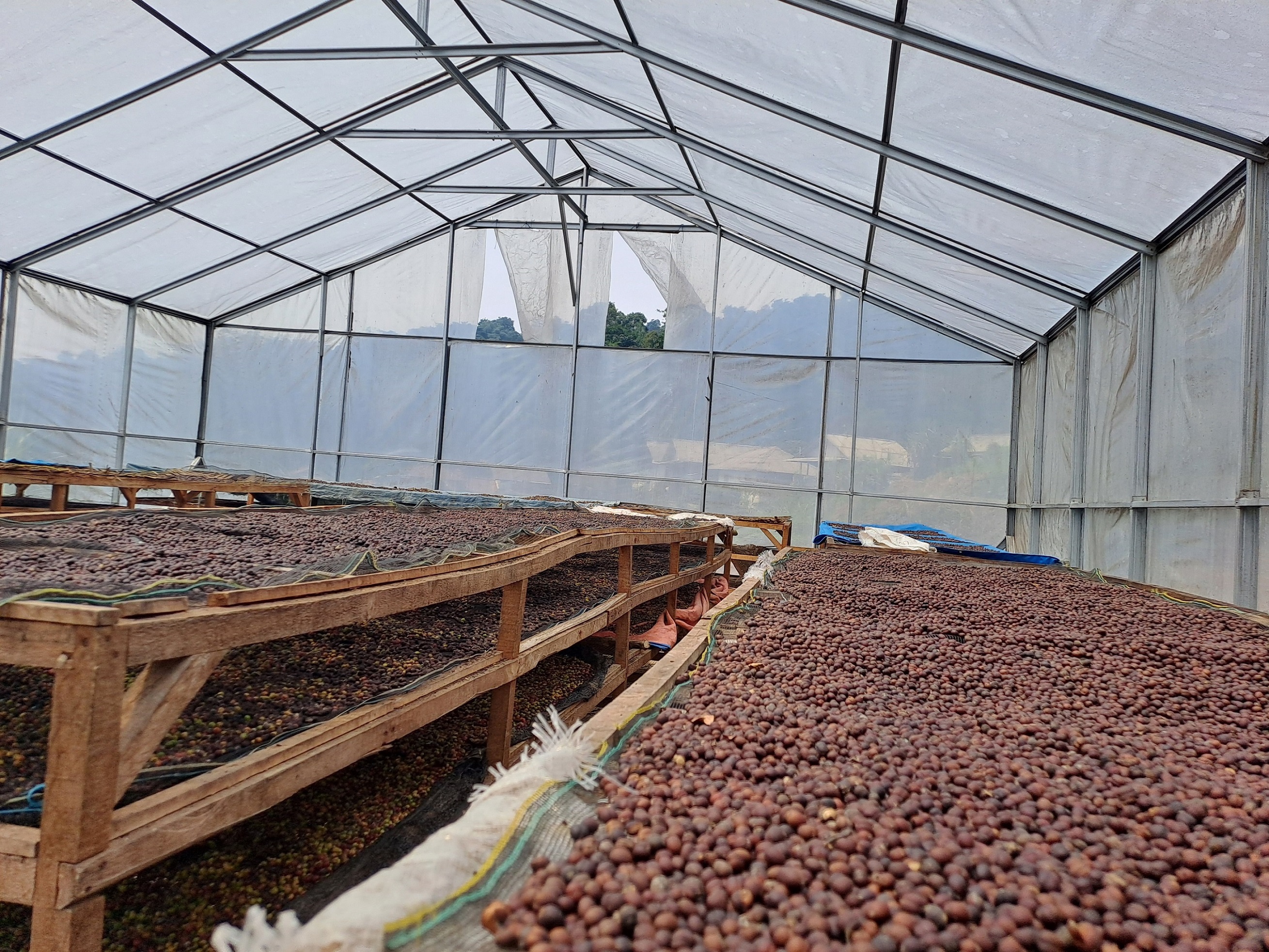 Natural Coffee