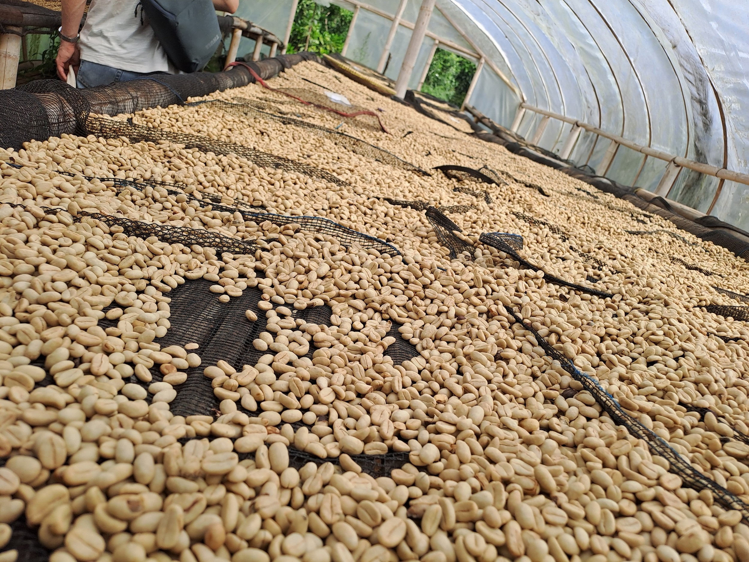 Full Washed Coffee