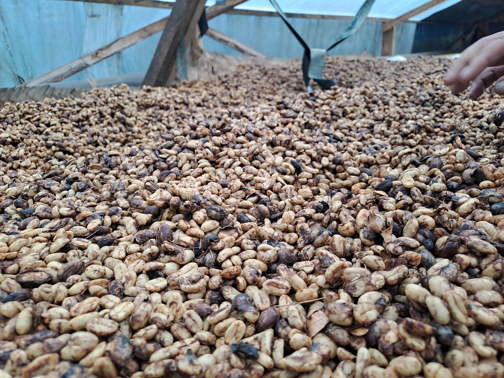 Honey Coffee